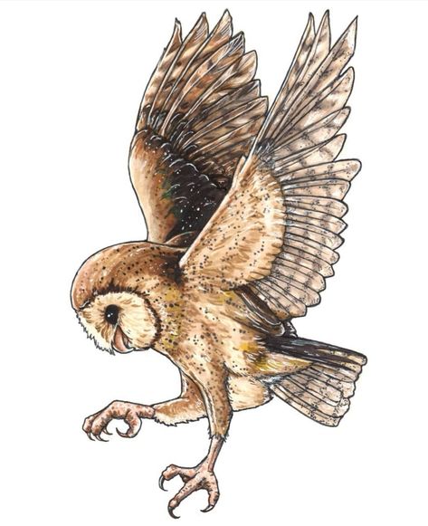 Barn Owl Illustration, Barn Owl Flying, Barn Owl Drawing, Owl Flying, Fly Drawing, Steampunk Owls, Owl Vector, Bird Drawing, Owl Illustration