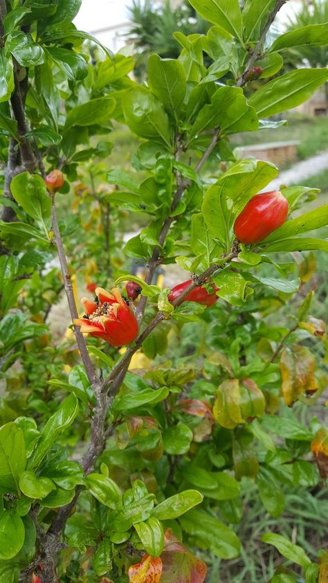 Pomegranate Companion Plants, Pomegranate Tree Guild, Companion Herbs, Backyard Permaculture, Backyard Orchard, Vegetable Planting Guide, Pomegranate Flower, Growing Organic Tomatoes, Pomegranate Tree