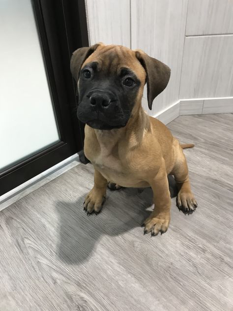 Bull Mastiff Puppy❤️ Peyton Character, Bull Mastiff Puppy, Bull Mastiff Puppies, British Mastiff, Three Ducks, Puppies And Babies, English Mastiff Dog, English Mastiff Puppies, Mastiff Puppy