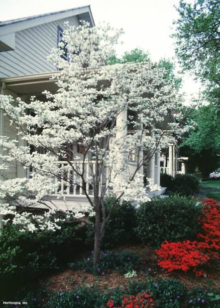 Dogwood Tree Landscaping, Cornus Florida, Flowering Dogwood, Florida Native Plants, Dogwood Tree, Hgtv Garden, Front Yard Design, Dogwood Trees, Fast Growing Trees