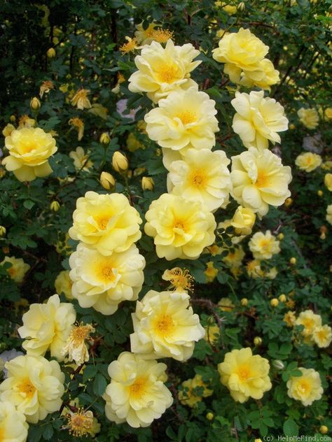 'Harison's Yellow' Rose Photo Yellow Rose Flower Arrangement, Yellow Rose Bush, Yellow Climbing Rose, Rose Vine Tattoos, Cardinal Tattoo, Front Porch Flowers, Bush Garden, Heritage Rose, Yellow Rose Flower