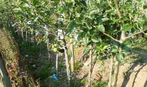 Fruit Tree Hedge, Edible Hedge, Tree Hedge, Plum Trees, Pruning Fruit Trees, Fruit Bushes, Tree Pruning, Types Of Fruit, Plum Tree