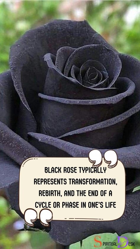 The spiritual meaning of a black rose typically represents transformation, rebirth, and the end of a cycle or phase in one’s life. Often associated with mysticism, the black rose can also symbolize the darker aspects of love, passion, and desire. #rosestagram #represent #passion #lovediary #mysticism #life #cycle #rebirth #transformation #roses Rose Spiritual Meaning, Black Rose Symbolism, Black Rose Meaning, Rose Meaning, Love Diary, Shamanic Journey, Dark Feminine Aesthetic, Dark Feminine, Spiritual Meaning