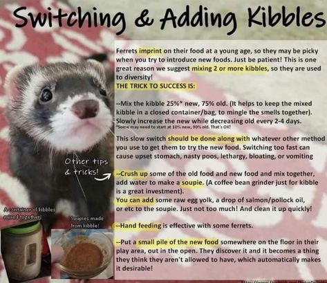 Ferret Playpen, Ferret Diet, Ferret Diy, Health Diet, Ferret, Pet Care, Small Pets, New Recipes, Funny Gif