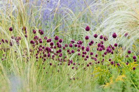 Garden Ideas, Border ideas, Perennial Planting, Perennial combination, Summer Borders, Allium sphaerocephalon,  Perovskia, Russian Sage, Drumstick Allium, Stipa barbata, Feather grass Stipa Pennata, Landscaping Perennials, White Perennials, Perennials Low Maintenance, Yellow Perennials, Allium Sphaerocephalon, Blooming Perennials, Moderne Have, Long Blooming Perennials