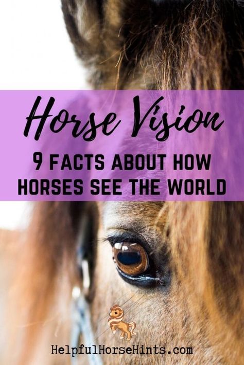 From how their eyes work to just how well they can see, there are a plethora of facts to learn all about the vision of horses. You are sure to find these 9 facts about horse vision very interesting!    9 Facts About Horse Vision with Diagram & Examples | Helpful Horse Hints Interesting Facts About Horses, Tapetum Lucidum, Stable Yard, Multi Colored Eyes, Horse Behavior, Head Study, Fire Horse, Heath Care, Vision Board Quotes