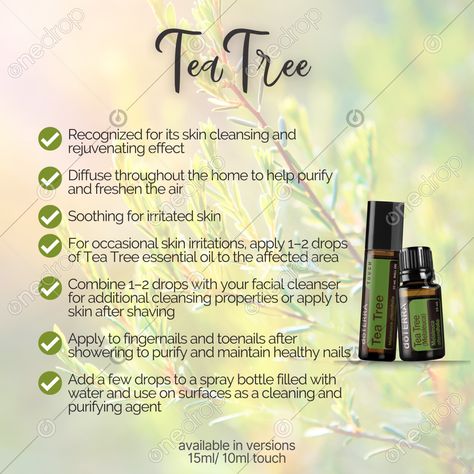 Tea Tree #tea tree #tea tree uses #tea tree benefits #tea tree oil #tea tree touch #ways to use tea tree #wellnessadvocate #doterra #wellnessstockphotos #onedropdesigns #doterrawellnessadvocate #doterratips #doterragraphics #doterraphotos Tea Tree Benefits, Doterra Tea Tree, Doterra Wellness Advocate, Melaleuca Alternifolia, Skin Cleanse, Healthy Nails, Tree Oil, Tea Tree Oil, Emotional Support