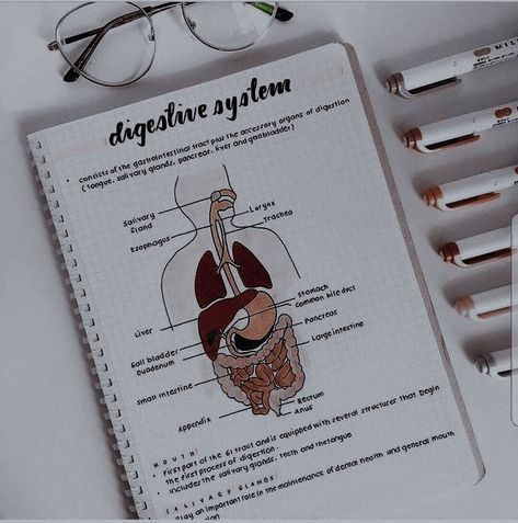 Digestion Notes Aesthetic, Biology Digestive System, Aesthetic Digestive System, Excretory System Notes Aesthetic, Digestive System Diagram Aesthetic, Digestive System Aesthetic, Health Sciences Aesthetic, Human Digestive System Notes, Digestive System Diagram Project