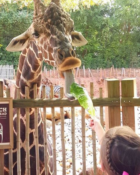 Yum! #ZAFanFriday photo from cakesmama22 on Instagram. Instagram Profile Page, Giraffe Feeding, Zoo Outfit, Kids Zoo, Wavy Ponytail, The Giraffe, Feeding Kids, Profile Page, Kids Events