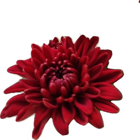 Red Chrysanthemum, Chrysanthemum, Red