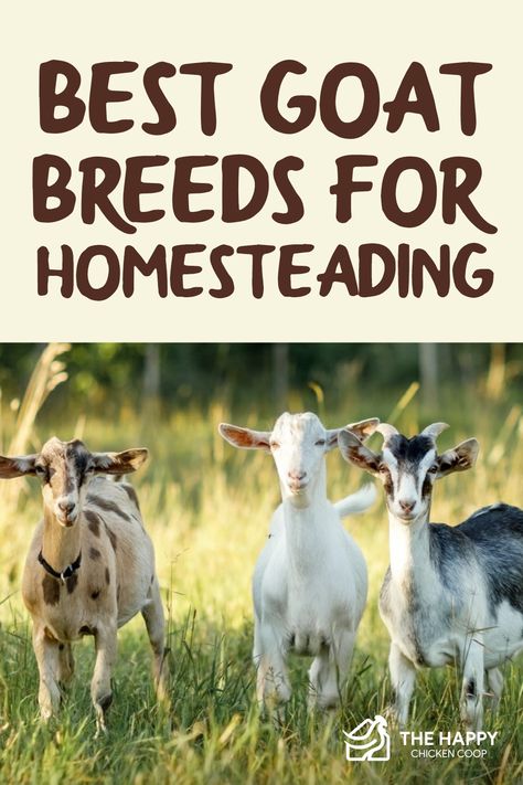 Meat Goats Breeds, Dairy Goats For Beginners, Goat Breeds Chart, Milking Goats Breeds, Small Goat Farm, Dairy Goat Breeds, Goats For Milk, Home Farming, Mini Homestead