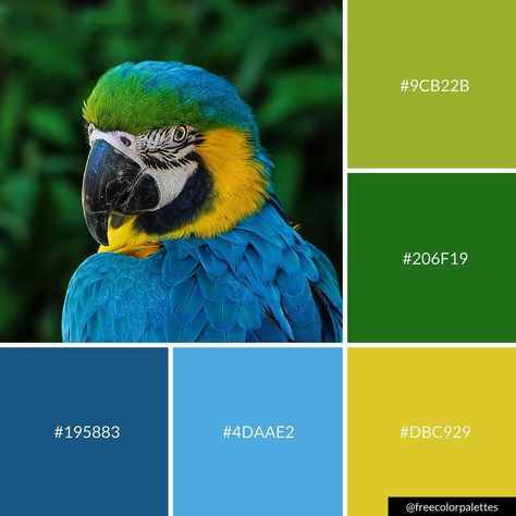 Parrot | blue and green | color palette inspiration | digital art palette and brand color palette. Parrot Colour Palette, Parrot Green Color Combination, Parrot Green Color Palette, Animals Color Palette, Caribbean Colour Palette, Rainforest Colour Palette, Brazil Color Palette, Rainforest Color Palette, Animal Color Palette