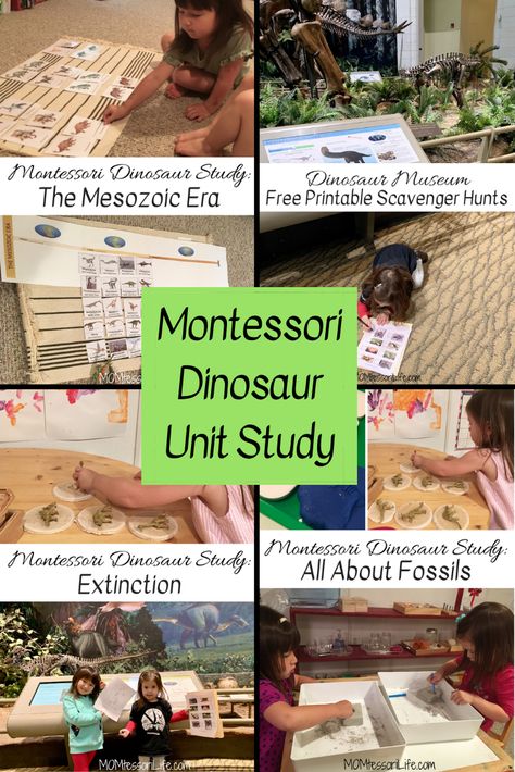 Paleontology Activities For Preschool, Dinosaur Social Studies Preschool, Montessori Unit Studies, Dinosaur Unit Study 3rd Grade, Kindergarten Dinosaur Unit, Dinosaur Homeschool Unit, Dinosaur Lessons Elementary, Montessori Dinosaur Activities, Dinosaur Unit Preschool