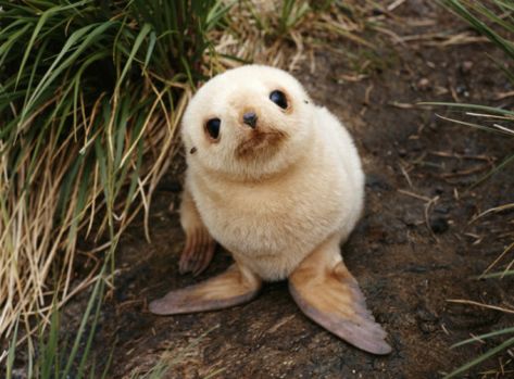 Warning: contains obscenely cute seal pups. Cele Mai Drăguțe Animale, Baby Seal, Söt Katt, 강아지 그림, Baby Animals Pictures, Baby Animals Funny, Cute Animal Photos, Cute Animal Pictures