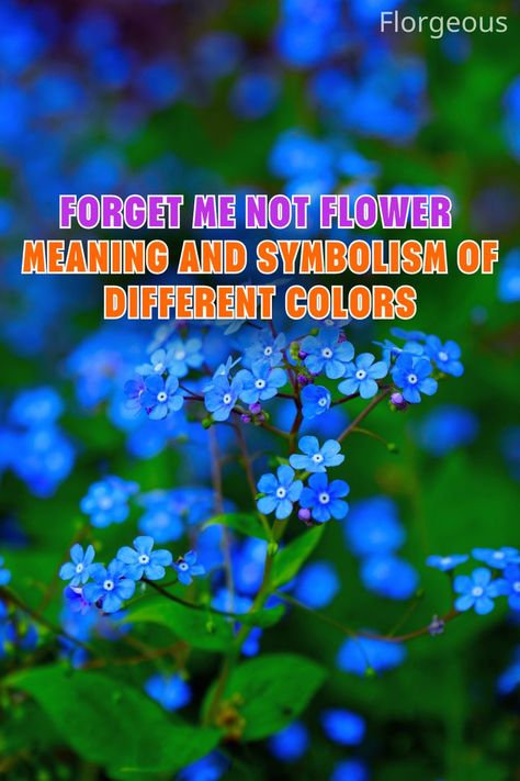 Forget Me Not Flower Meaning Hope Meaning, Plant Meanings, Forget Me Not Tattoo, Flower Tattoo Meanings, Pink Tattoo, Forget Me Not Flowers, Forget Me Not Flower, Grassy Field, Flower Meanings