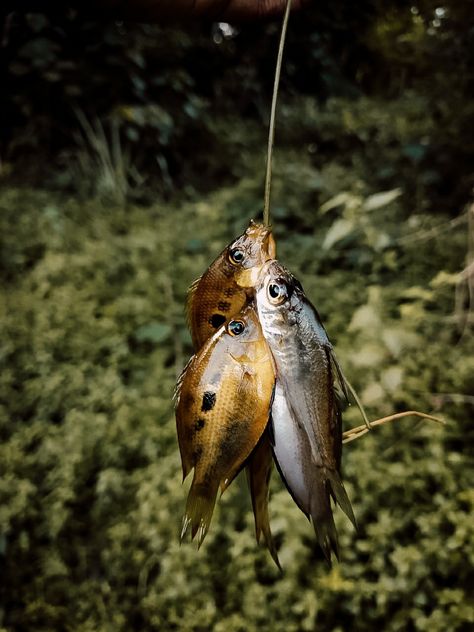 Kerala fishing Cultural Architecture, Scenery Nature, Creative Instagram Stories, Beautiful Scenery Nature, Beautiful Scenery, Kerala, Instagram Story, Fishing, Fish