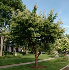 CHINA SNOW™ Peking lilac  | The Morton Arboretum China Snow, Morton Arboretum, Flowering Cherry Tree, Urban Tree, Lilac Tree, Street Trees, Tree Species, Hummingbird Garden, Ornamental Trees