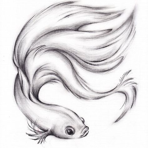 Betta Fish Drawing Easy, Beta Fish Sketch, Cute Betta Fish Drawing, Betta Fish Drawing, Fish Pencil Drawing, Betta Fish Drawing Colored Pencil, Easy Pencil Drawings, Drawing Dragon, Fish Eyes