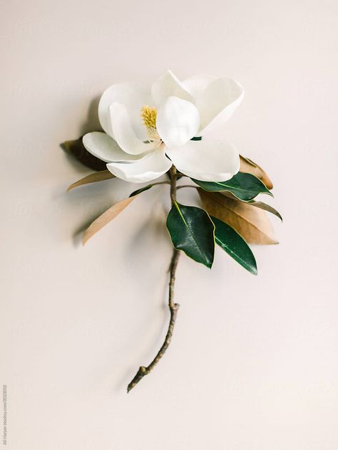 Magnolia Flower Aesthetic, Magnolia Aesthetic, Magnolia Photo, Bloom Design, Yeti Cup, Magnolia Leaves, Mobile Lightroom Presets, Magnolia Flower, Single Flower