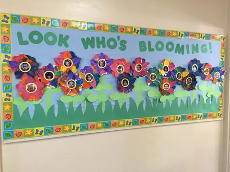 We Are Blooming Bulletin Boards, Spring Border For Bulletin Board, Student Pictures Bulletin Board, Pre K Spring Bulletin Boards, Flower Bulletin Boards Preschool, Spring Board Ideas, Bulletin Boards For Spring, Spring Themed Bulletin Boards, May Flowers Bulletin Board