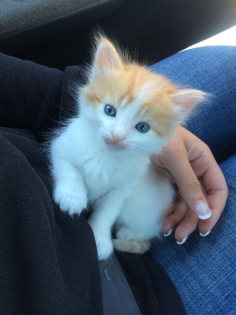 Kittens Orange And White, White Kitten Blue Eyes, Orange Cat With Blue Eyes, Orange And White Kitten, White And Orange Cat, Orange White Cat, Kitten With Blue Eyes, White Cat Breeds, Orange And White Cat