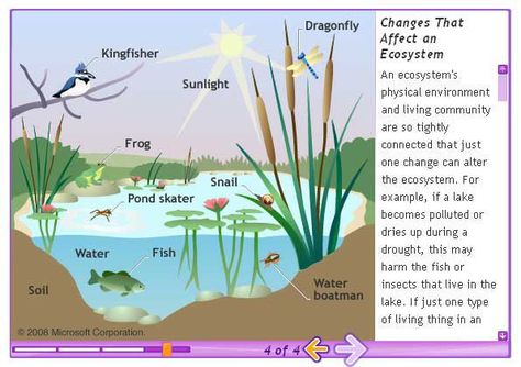 Pond Ecosystem Diagram, Wetlands Diorama, Ecosystem Diagram, Freshwater Ecosystem, Queer Illustration, Pond Ecosystem, Killa Cam, Ecosystem Activities, Pond Habitat