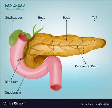 Pancreatic Diet Recipes, Medical Vector, Background Medical, Throbbing Headache, Sick Remedies, Bile Duct, Internal Organs, The Dating Divas, Baking Soda Shampoo