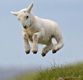 Leaping Lamb Spring Baby Animals, Sheep Jumping, Photo Animaliere, Spring Animals, Cute Goats, Baby Lamb, Baby Animals Pictures, Cute Sheep, A Sheep