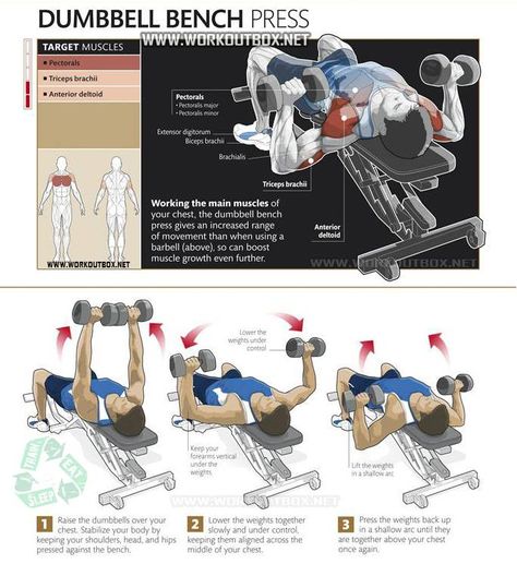 Dumbbell Bench Press Bench Exercises, Men Exercise, Exercise Weights, Spartacus Workout, Chest Exercises, Pectoral Muscles, Weight Bench, Leg Training, Muscle Building Workouts