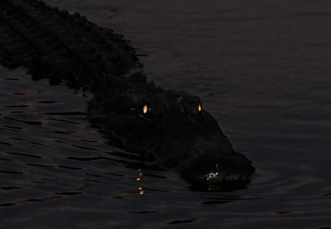 Alligator, At Night, Water