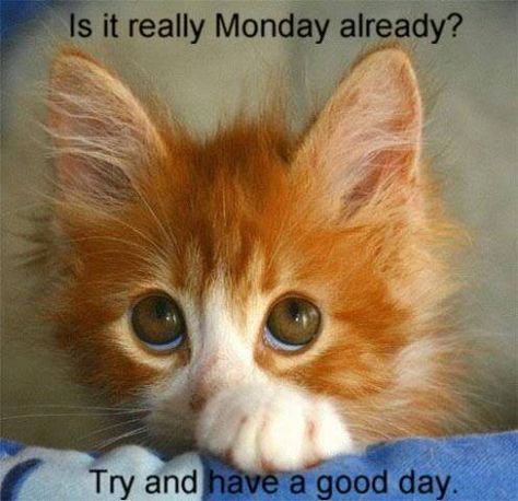 Is it Monday again quotes quote days of the week monday quotes happy monday monday morning Angel Cats, Cute Kitten Pics, Cutest Kittens, Orange Kittens, Söt Katt, Animal Costumes, Orange Cats, Cat Christmas, Ginger Cats