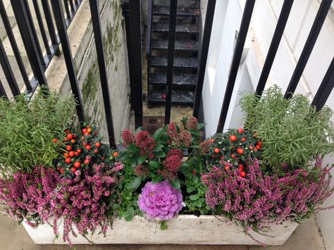 pink heather, purple cabbage, solanum, skimia and rosemary from Balcombe Street Window Box Company http://window-box.co.uk Heather Window Boxes, Orange Window, Winter Window Boxes, Balcony Gardening, Ornamental Cabbage, Box Flowers, Window Box Flowers, Winter Window, Purple Cabbage