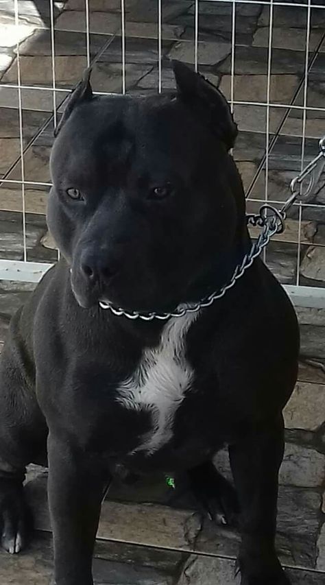 Pitbull Black And White, Pitbull Noir, Pitbull Training, Pitbull Dog Breed, Black Pitbull, Pit Dog, Akali League Of Legends, Bully Breeds Dogs, Big Dog Breeds