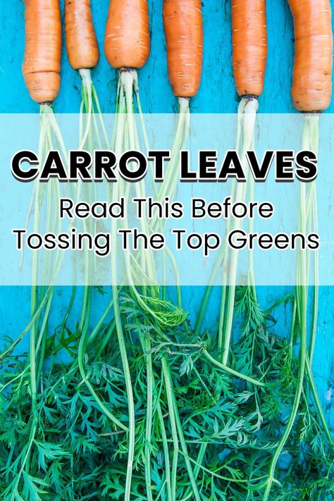 Carrot leaves have loads of health benefits. Learn all about it as well as many different ways to use them. Carrot Leaves, How To Store Carrots, Health Benefits Of Carrots, Canned Carrots, Carrot Benefits, Regrow Vegetables, Carrot Greens, Carrots Oil, Carrot Top