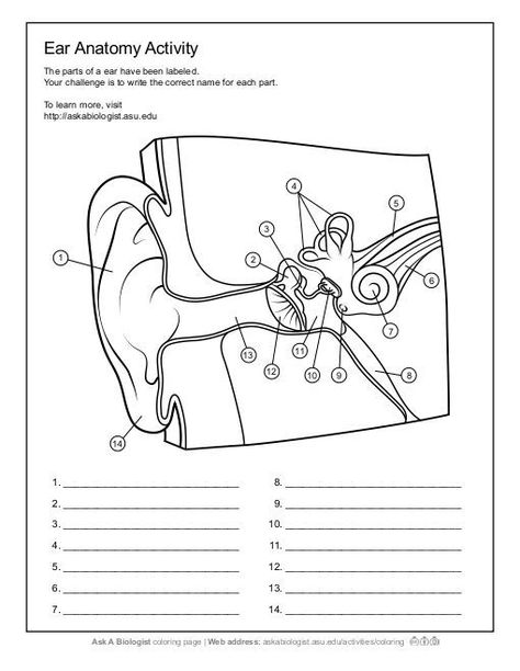 Ask A Biologist - Ear Anatomy - Worksheet Activity Anatomy And Physiology Worksheets, Anatomy Worksheets, Anatomi Dan Fisiologi, Hr Diagram, Free Human Body, Worksheet Coloring, Ear Anatomy, Anatomy Coloring Book, Human Body Organs