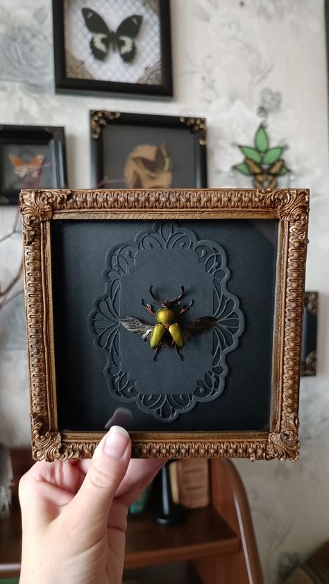 Gallery wall decor ideas - real framed beetle. Available online tarantulabox.com Framed Insects Display, Gallery Wall Decor Ideas, Insect Pinning, Entomology Decor, Bird Eating, Oddities Decor, Entomology Art, Framed Insect, Dopamine Decor