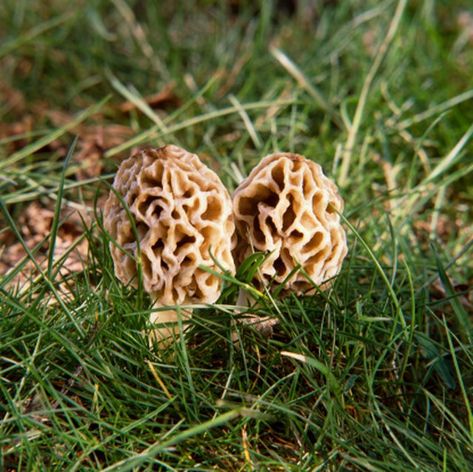 Morels are a favorite quarry of mushroom hunters. The fungi are easy to identify but difficult to find. The mushrooms appear for only a short time each spring, so knowing when and where to look for them is critical. Morel mushrooms are among the safest wild mushrooms to eat. Morel Mushroom Hunting, Mushroom Seeds, Aronia Berries, Mushroom Spores, Morel Mushrooms, Mushroom Cultivation, Garden Mushrooms, Morel Mushroom, Edible Mushrooms