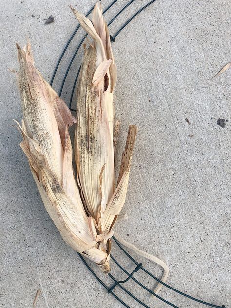 How to Make a Cornhusk Wreath Cornhusk Wreath, Bleach Pinecones, Corn Husk Wreath, Things In Nature, Diy Wreath Bow, Crochet Curtain Pattern, Corn Husks, Thistlewood Farms, Diy Pinecone