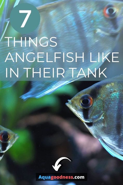 Angel Fish Tank, Freshwater Aquarium Plants, Amazing Aquariums, Tropical Fish Tanks, Tropical Fish Aquarium, Tropical Freshwater Fish, Fresh Water Fish Tank, Aquarium Setup, Tropical Aquarium