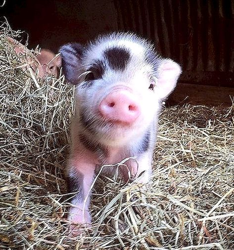 Cute miniature pig #baby #animals #pets Miniature Pigs Full Grown, Miniature Farm Animals, Mini Farm Animals, Pig Cute, Pet Pig, Livestock Show, Miniature Pigs, Teacup Pigs