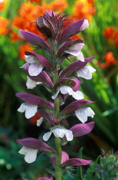 Acanthus Flower, Witchy Garden, Bloom Where Youre Planted, Nature Projects, Farm Nursery, First Day Of Spring, Flower Spike, Perfect Garden, Different Plants