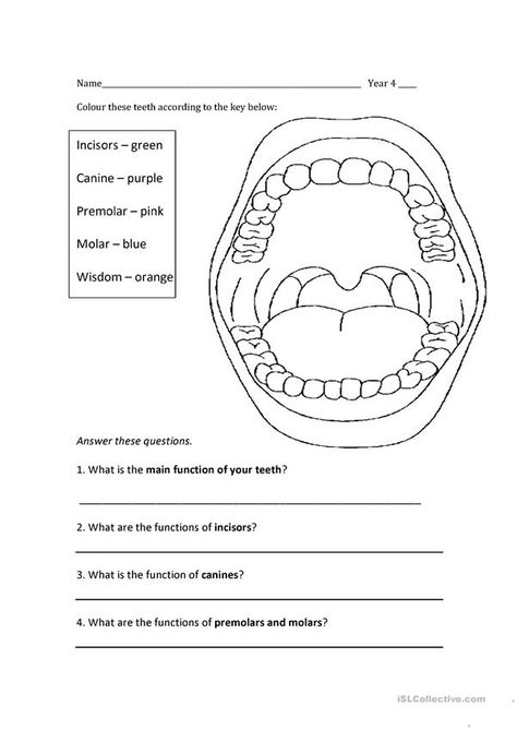 Dental Assistant Worksheets, Teeth Worksheets For Kids, Dentist Worksheets, Teeth Worksheet, Ecosystem Worksheets, Human Body Lesson, Human Body Worksheets, Dental Assistant Study, Human Body Unit