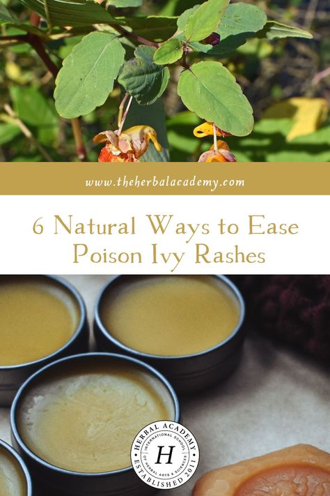 6 Natural Ways to Ease Poison Ivy Rashes | Herbal Academy | There are many natural ways to ease poison ivy rashes! Try a poultice – both jewelweed and plantain are great options! Identify Poison Ivy, Poison Ivy Remedies, Poison Ivy Rash, Herbal Academy, Herbal Steam, Harvesting Herbs, Easy Oatmeal, Medicinal Herb, Homesteading Skills