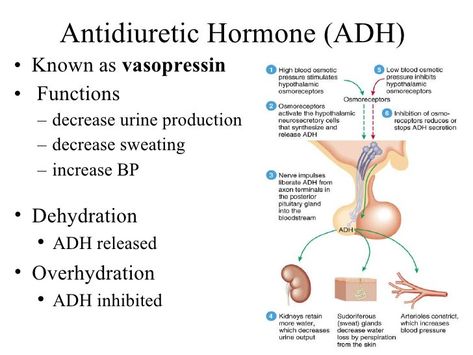 ADH Hormones Nursing, Antidiuretic Hormone, Endocrine System Hormones, Endocrine System Nursing, Paramedic School, The Endocrine System, Nursing Information, Medical Mnemonics, Basic Anatomy And Physiology