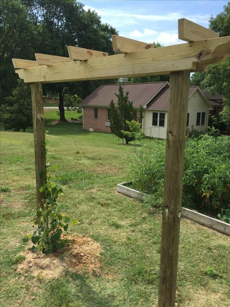 Muscadine Trellis Ideas, Muscadine Trellis, Muscadine Vine, Backyard Vineyard, Vine Trellis, Trellis Ideas, Family Backyard, Pergola Ideas, Diy Trellis