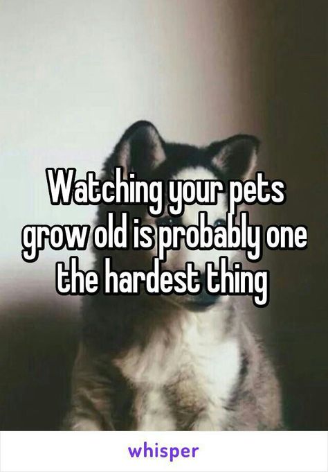 Grow Old, Blue Merle, Animal Quotes, Dog Quotes, Great Dane, Dog Life, Dog Pictures, I Love Dogs, Dog Love