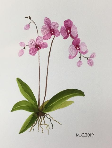 Watercolor Orchid, Orchid Painting, Orchid Drawing, Orchids Painting, Watercolor Flower Art, Nature Art Painting, Color Pencil Art, Watercolor On Paper, Flower Art Painting