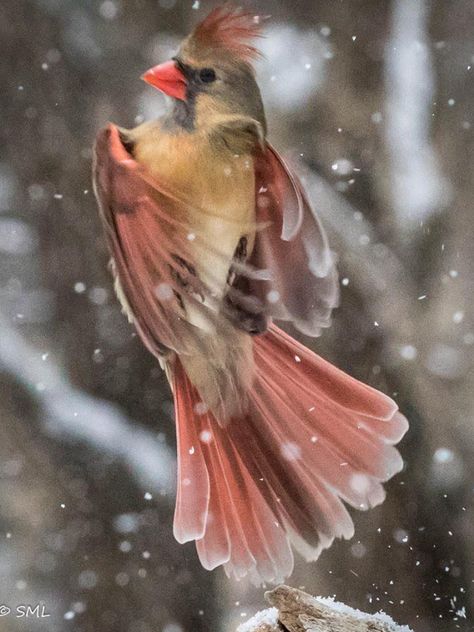 Flying Female Cardinal Tattoo, Charlotte Tattoo, Cardinals Birds, Cardinal Birds Art, Female Cardinal, Photo Animaliere, Cardinal Birds, Mom Stuff, Nature Birds