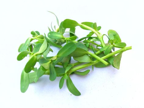 What is bacopa? What are the benefits of using it? Get the scoop on this herb (also called brahmi), which is said to sharpen memory and brain function. Bacopa Benefits, Health Quiz, Abdominal Discomfort, Irritable Bowel, Improve Memory, Brain Function, Medical Prescription, Medicinal Plants, Brain Health