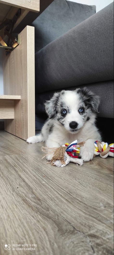 Border Collie Puppies Blue Merle, Blue Merle Border Collie Puppy, Merle Border Collie Puppy, Blue Border Collie, Border Collie Merle, Merle Collie, Blue Merle Border Collie, Blue Merle Collie, Merle Border Collie